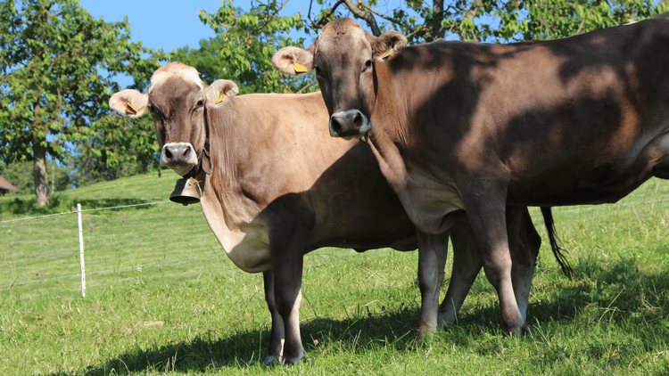 download molecular interactions of actin: actin myosin interaction and actin based regulation